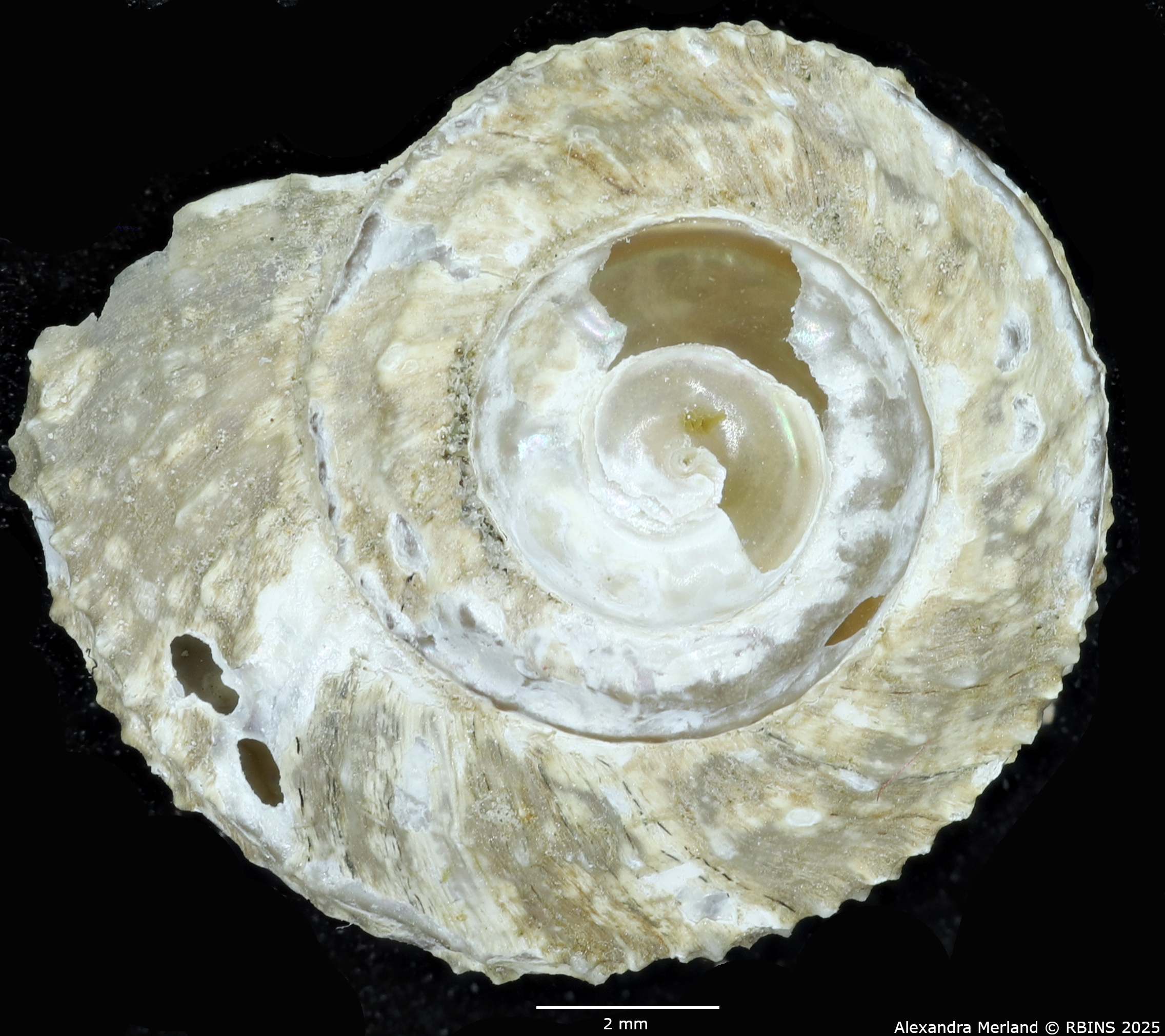BE-RBINS-INV-MT-2308-Calliotropis-ceciliae-pt-D.jpg
