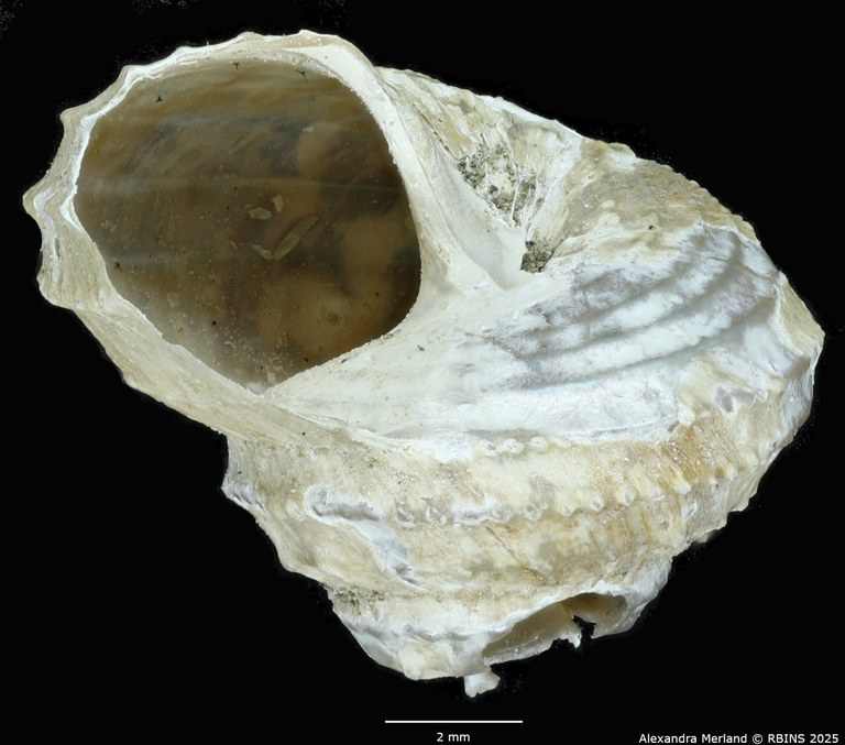 BE-RBINS-INV-MT-2308-Calliotropis-ceciliae-pt-L.jpg