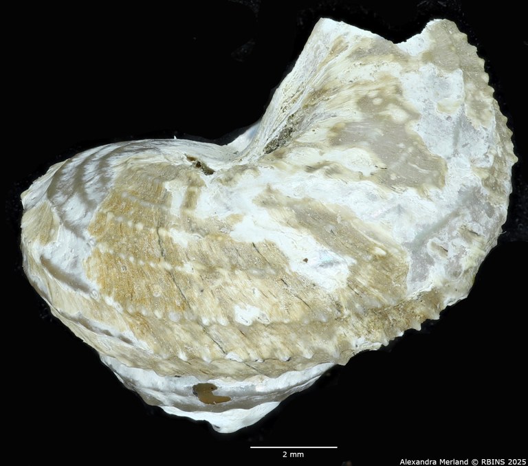 BE-RBINS-INV-MT-2308-Calliotropis-ceciliae-pt-L2.jpg