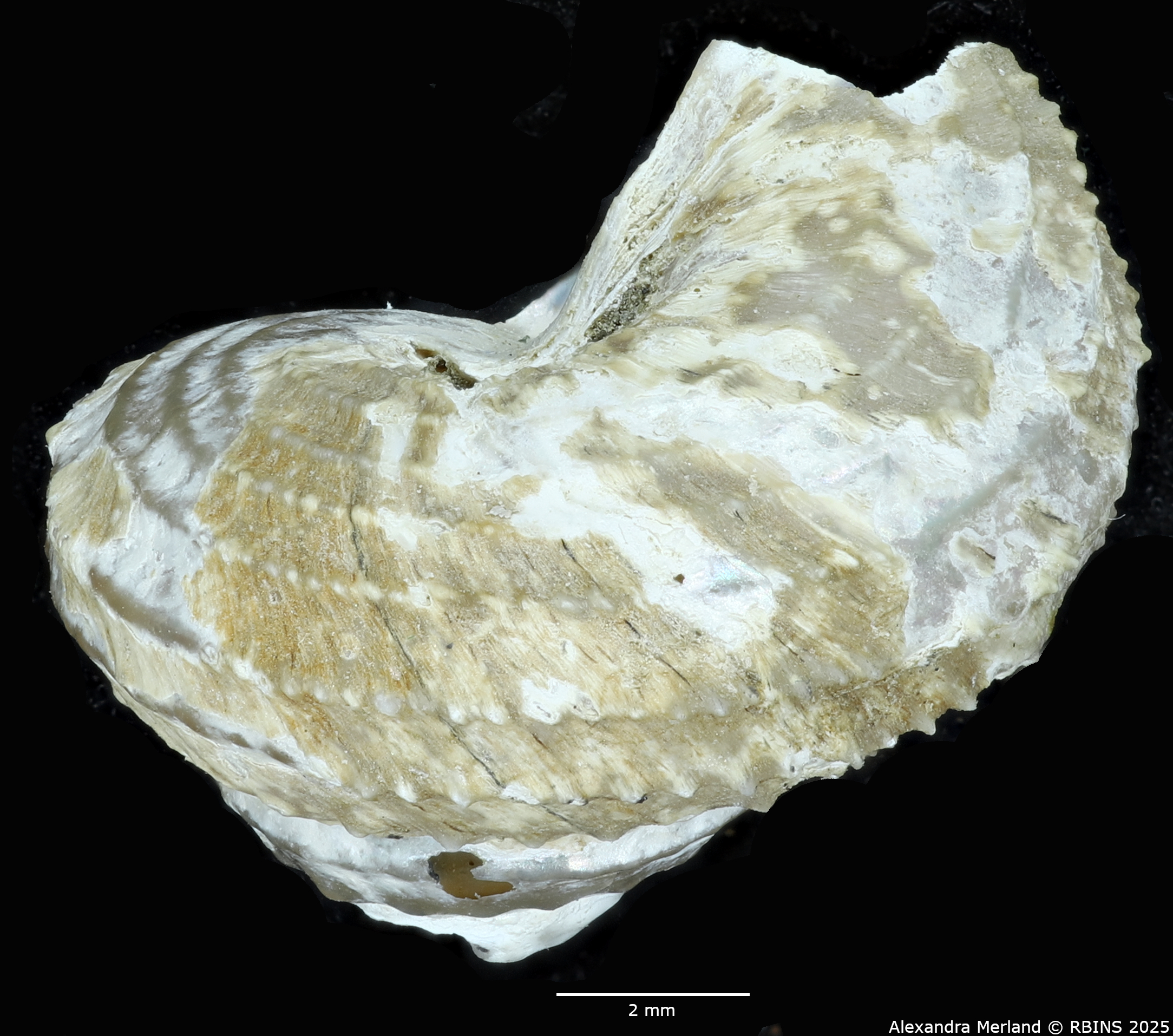 BE-RBINS-INV-MT-2308-Calliotropis-ceciliae-pt-L2.jpg