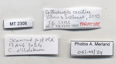 BE-RBINS-INV-MT-2308-Calliotropis-ceciliae-pt-label.jpg