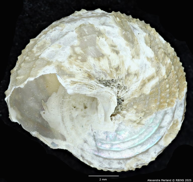 BE-RBINS-INV-MT-2308-Calliotropis-ceciliae-pt-V.jpg
