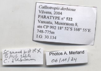 BE-RBINS-INV-MT-522-Calliotropis-derbiosa-pt-label.jpg