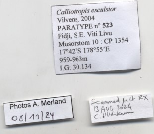 BE-RBINS-INV-MT-523-Calliotropis-esculsior-pt-label.jpg