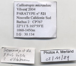 BE-RBINS-INV-MT-521-Calliotropis-micraulax-pt-label.jpg