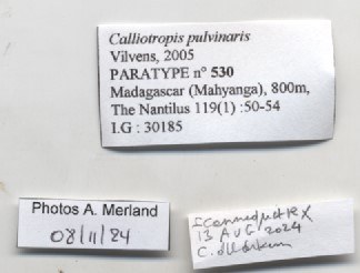 BE-RBINS-INV-MT-530-Calliotropis-pulvinaris-pt-label.jpg