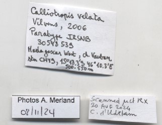 BE-RBINS-INV-MT-539-Calliotropis-velata-pt-label.jpg