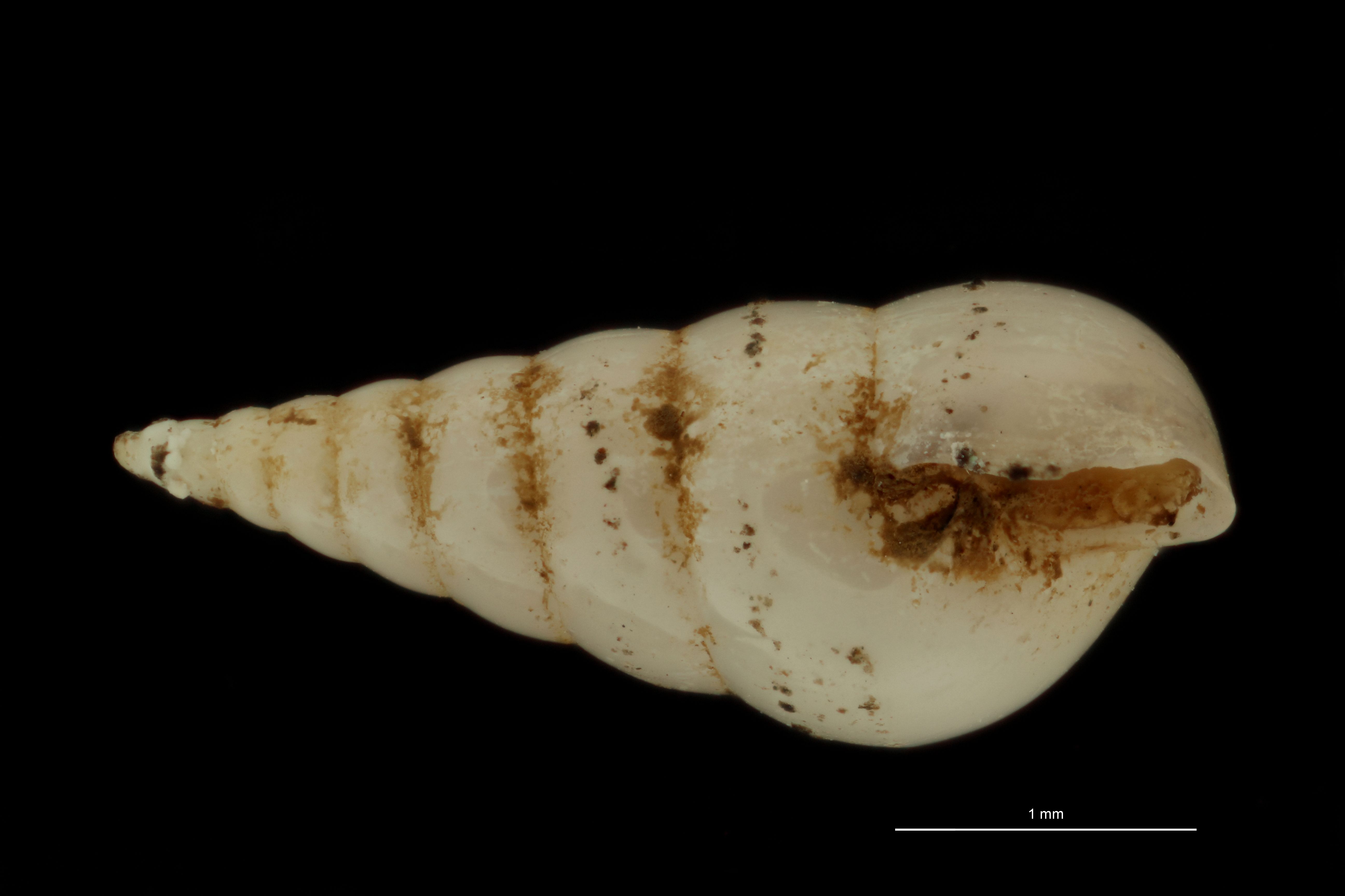BE-RBINS-INV SYNTYPE MT.3712 Eulima samoensis LATERAL.jpg