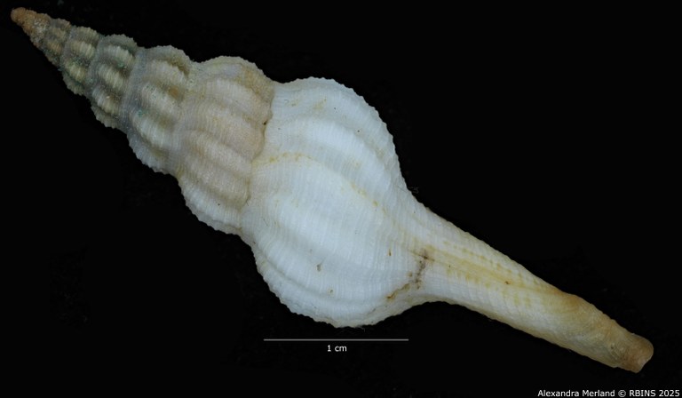 BE-RBINS-INV-MT-4014-Apertifusus-hubrechti-ht-D.jpg BE-RBINS-INV-MT-4014-Apertifusus-hubrechti-ht-D.jpg