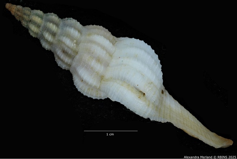 BE-RBINS-INV-MT-4014-Apertifusus-hubrechti-ht-L.jpg BE-RBINS-INV-MT-4014-Apertifusus-hubrechti-ht-L.jpg
