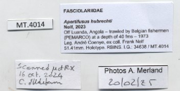 BE-RBINS-INV-MT-4014-Apertifusus-hubrechti-ht-label.jpg BE-RBINS-INV-MT-4014-Apertifusus-hubrechti-ht-label.jpg