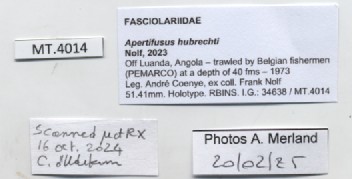 BE-RBINS-INV-MT-4014-Apertifusus-hubrechti-ht-label.jpg