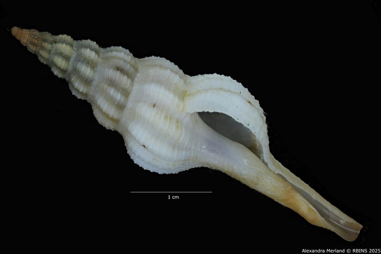 BE-RBINS-INV-MT-4014-Apertifusus-hubrechti-ht-V.jpg BE-RBINS-INV-MT-4014-Apertifusus-hubrechti-ht-V.jpg