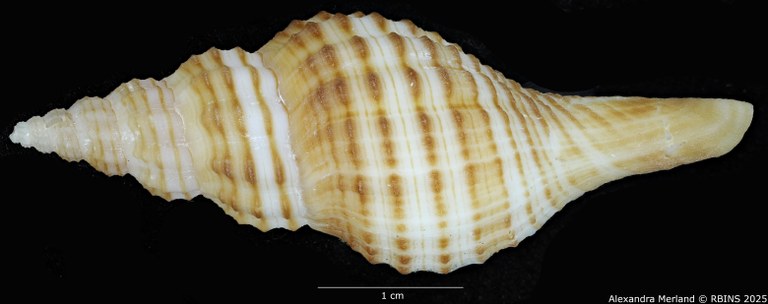 BE-RBINS-INV-MT-470-Granulifusus-poppei-ht-D.jpg BE-RBINS-INV-MT-470-Granulifusus-poppei-ht-D.jpg