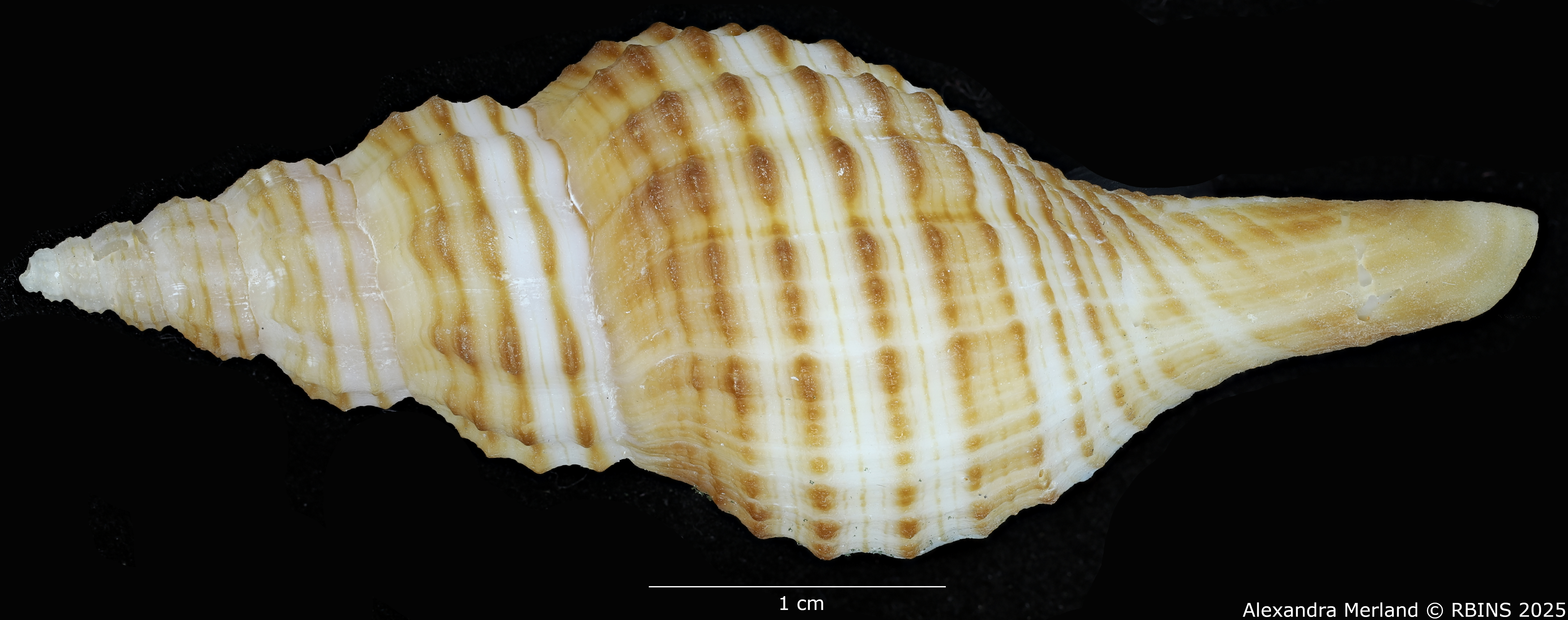 BE-RBINS-INV-MT-470-Granulifusus-poppei-ht-D.jpg