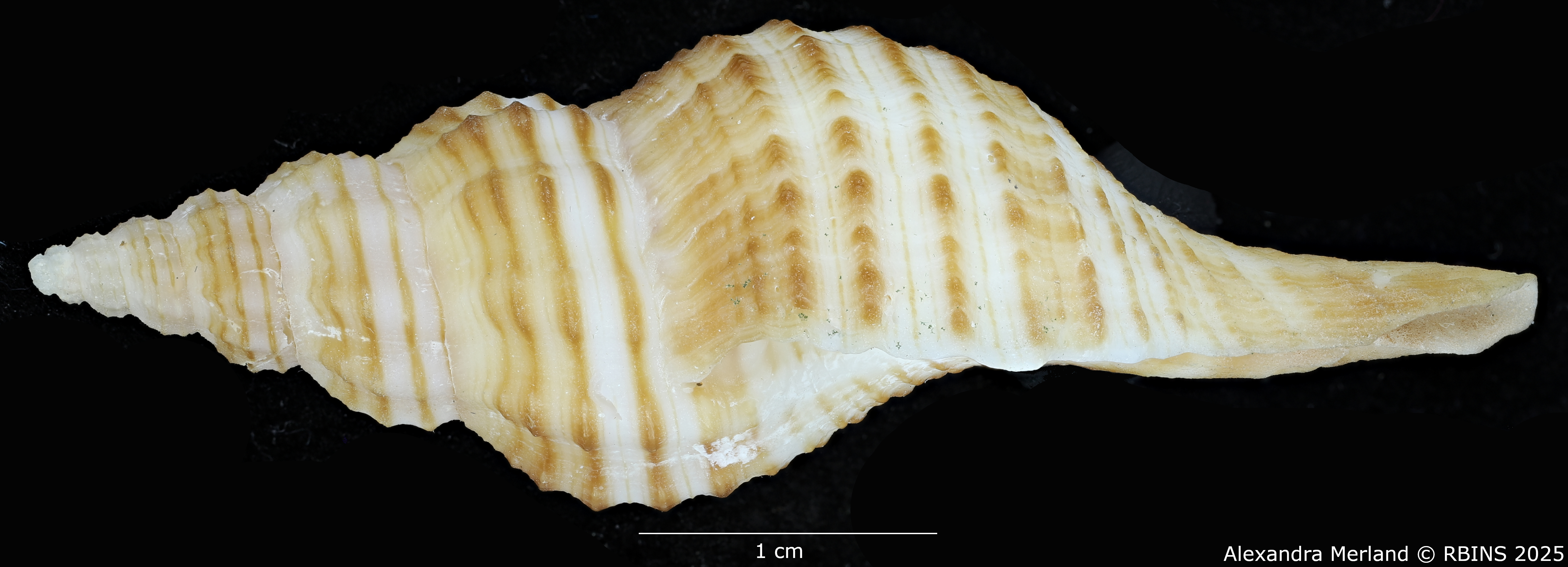 BE-RBINS-INV-MT-470-Granulifusus-poppei-ht-L.jpg