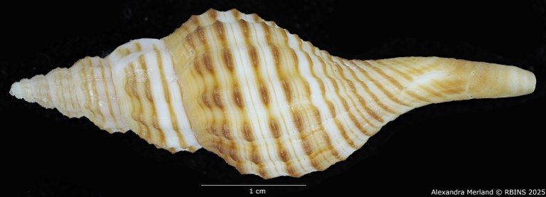 BE-RBINS-INV-MT-470-Granulifusus-poppei-ht-L2.jpg BE-RBINS-INV-MT-470-Granulifusus-poppei-ht-L2.jpg
