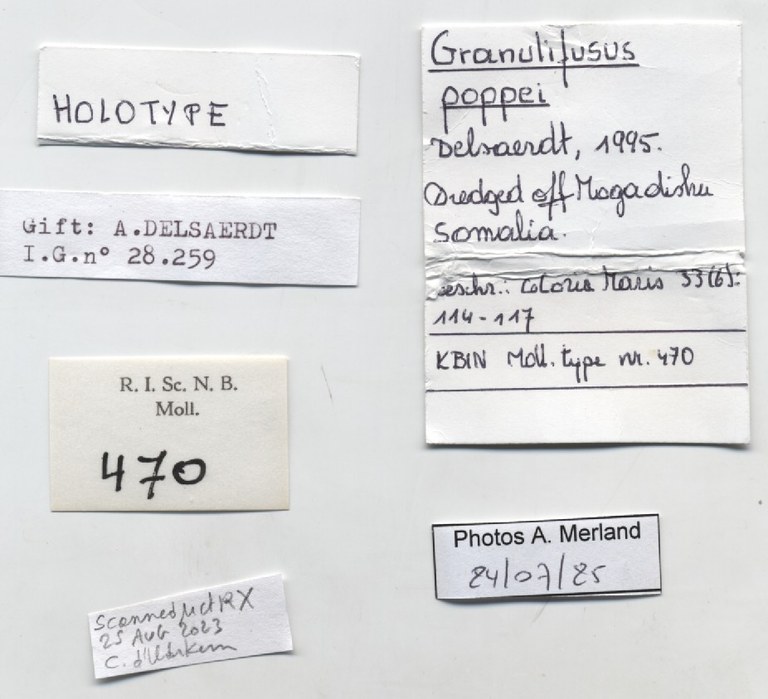 BE-RBINS-INV-MT-470-Granulifusus-poppei-ht-label.jpg BE-RBINS-INV-MT-470-Granulifusus-poppei-ht-label.jpg