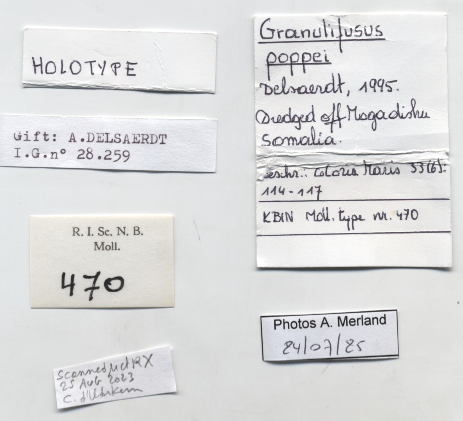 BE-RBINS-INV-MT-470-Granulifusus-poppei-ht-label.jpg