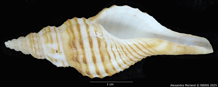 BE-RBINS-INV-MT-470-Granulifusus-poppei-ht-V.jpg BE-RBINS-INV-MT-470-Granulifusus-poppei-ht-V.jpg