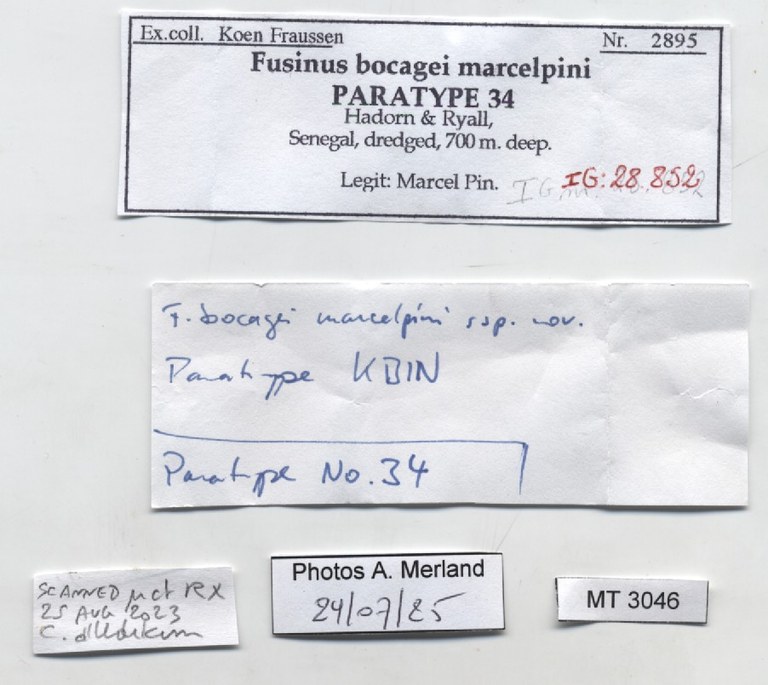 BE-RBINS-INV-MT-3046-Fusinus-bocagei-marcelpini-pt-label.jpg