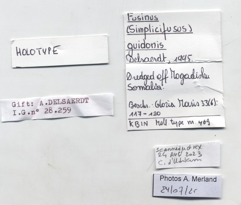 BE-RBINS-INV-MT-469-Fusinus-guidonis-ht-label.jpg