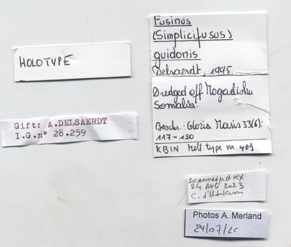 BE-RBINS-INV-MT-469-Fusinus-guidonis-ht-label.jpg