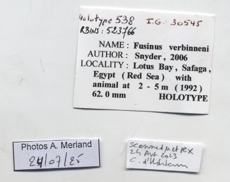 BE-RBINS-INV-MT-538-Fusinus-verbinneni-ht-label.jpg