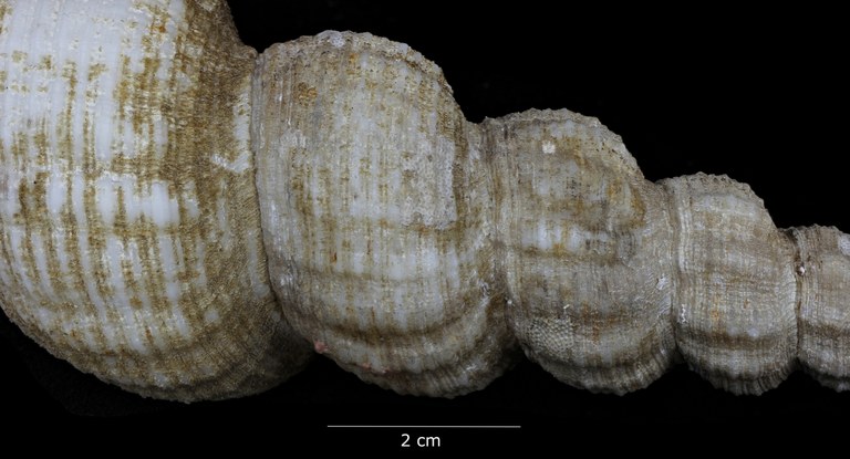 BE-RBINS-INV-TYPES-MT-3908-Fusus-caparti-holotype-penultimate and antipenultimate swirls dorsal view