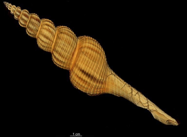 BE-RBINS-INV-TYPES-MT-3908-Fusus-caparti-holotype-CT-dorsal-hard-gradient-semitransparent.jpg