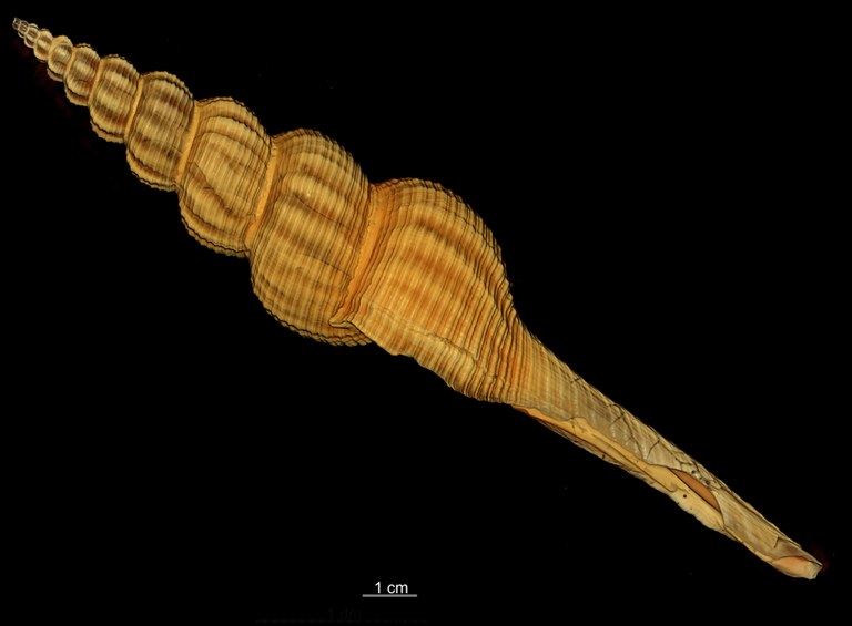 BE-RBINS-INV-TYPES-MT-3908-Fusus-caparti-holotype-CT-profile-hard-gradient-semitransparent.jpg