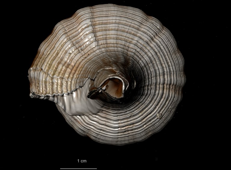BE-RBINS-INV-TYPES-MT-3908-Fusus-caparti-holotype-CT-scan-anterior.jpg