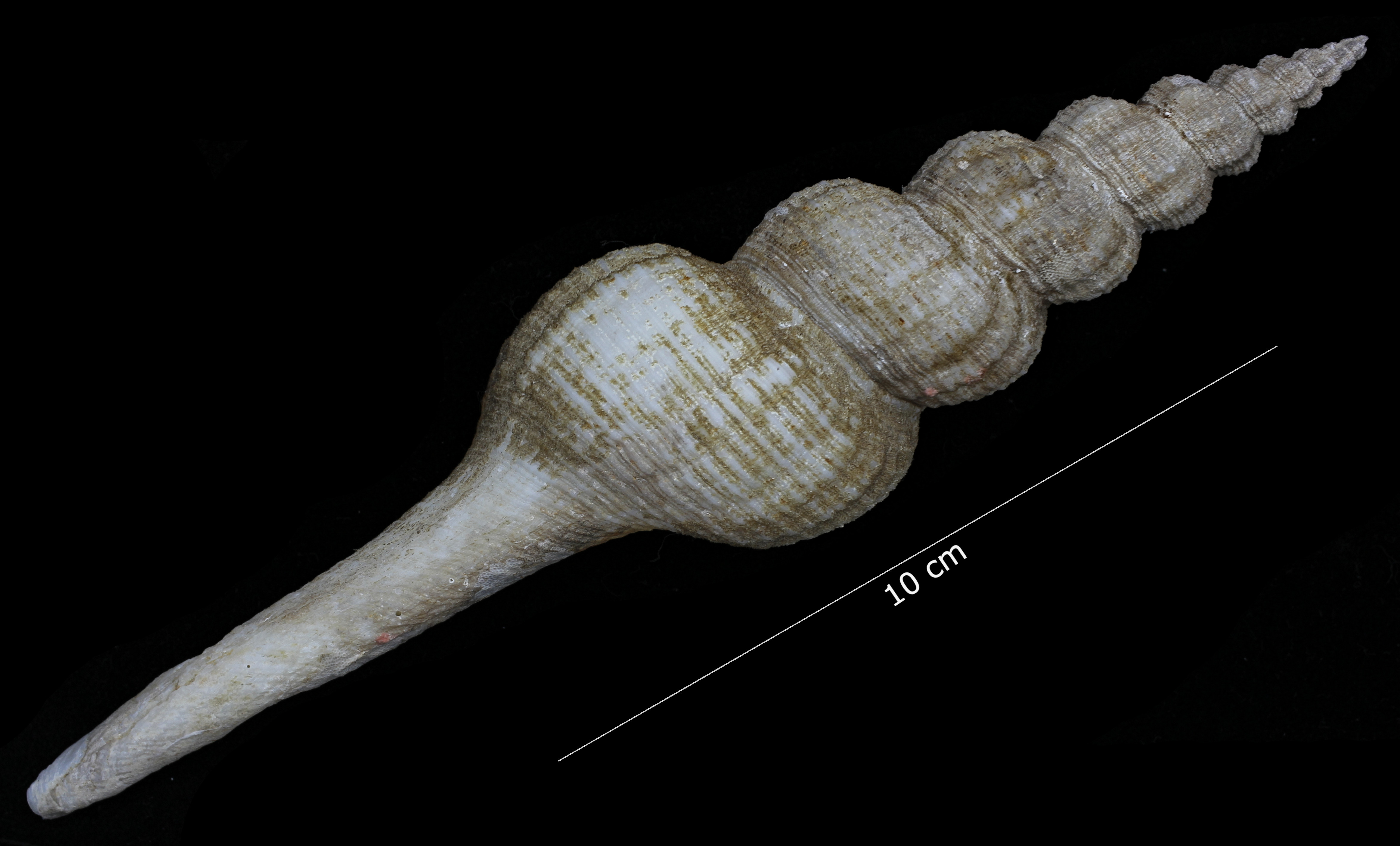 BE-RBINS-INV-TYPES-MT-3908-Fusus-caparti-holotype-dorsal-habitus.jpg