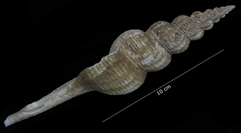 BE-RBINS-INV-TYPES-MT-3908-Fusus-caparti-holotype-profile.jpg