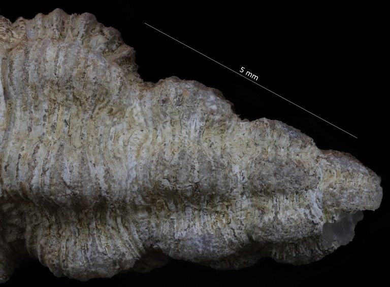 BE-RBINS-INV-TYPES-MT-3908-Fusus-caparti-holotype-protoconch-dorsal.jpg