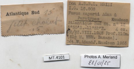 BE-RBINS-INV-MT-4101-Fusus-caparti-pt-label.jpg BE-RBINS-INV-MT-4101-Fusus-caparti-pt-label.jpg