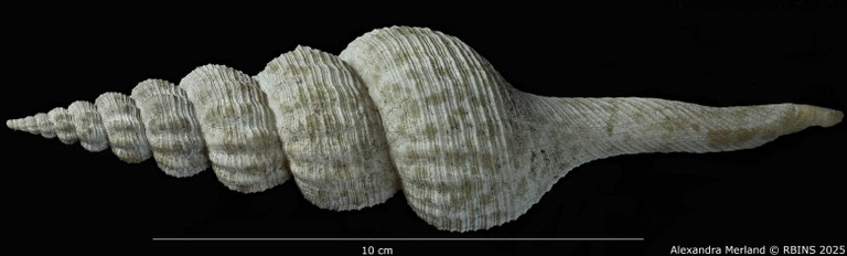 BE-RBINS-INV-MT-4102-Fusus-caparti-pt-D.jpg BE-RBINS-INV-MT-4102-Fusus-caparti-pt-D.jpg