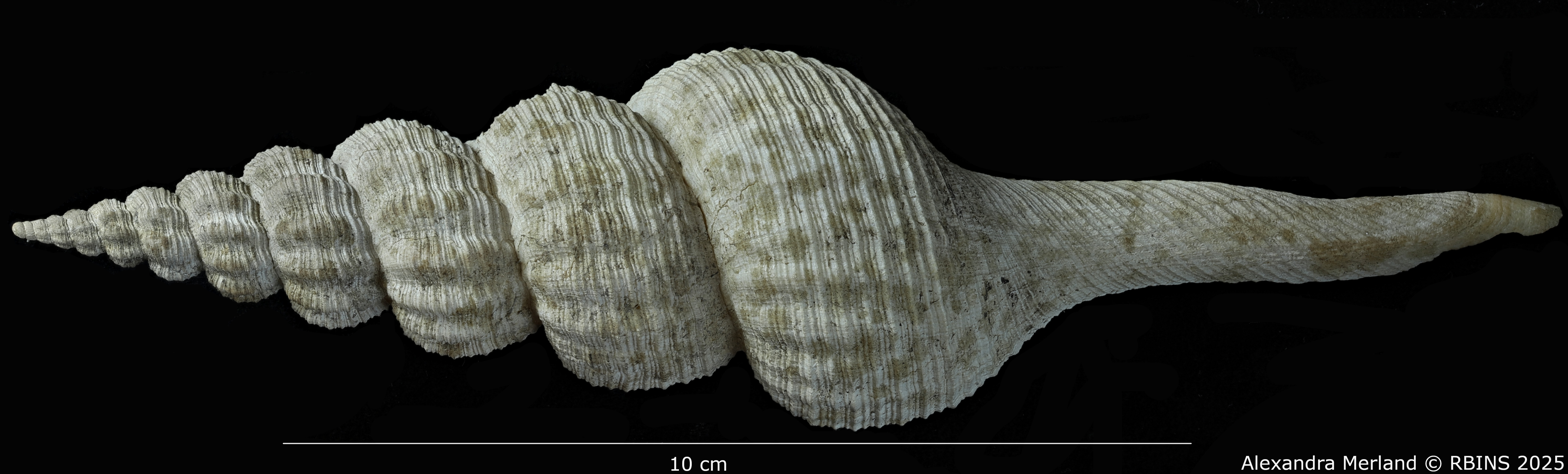 BE-RBINS-INV-MT-4102-Fusus-caparti-pt-D.jpg