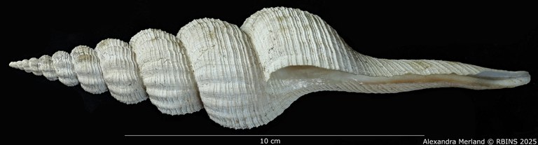 BE-RBINS-INV-MT-4102-Fusus-caparti-pt-L.jpg BE-RBINS-INV-MT-4102-Fusus-caparti-pt-L.jpg