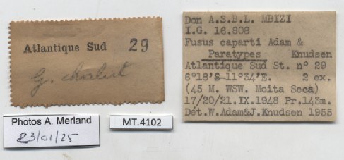 BE-RBINS-INV-MT-4102-Fusus-caparti-pt-label.jpg BE-RBINS-INV-MT-4102-Fusus-caparti-pt-label.jpg