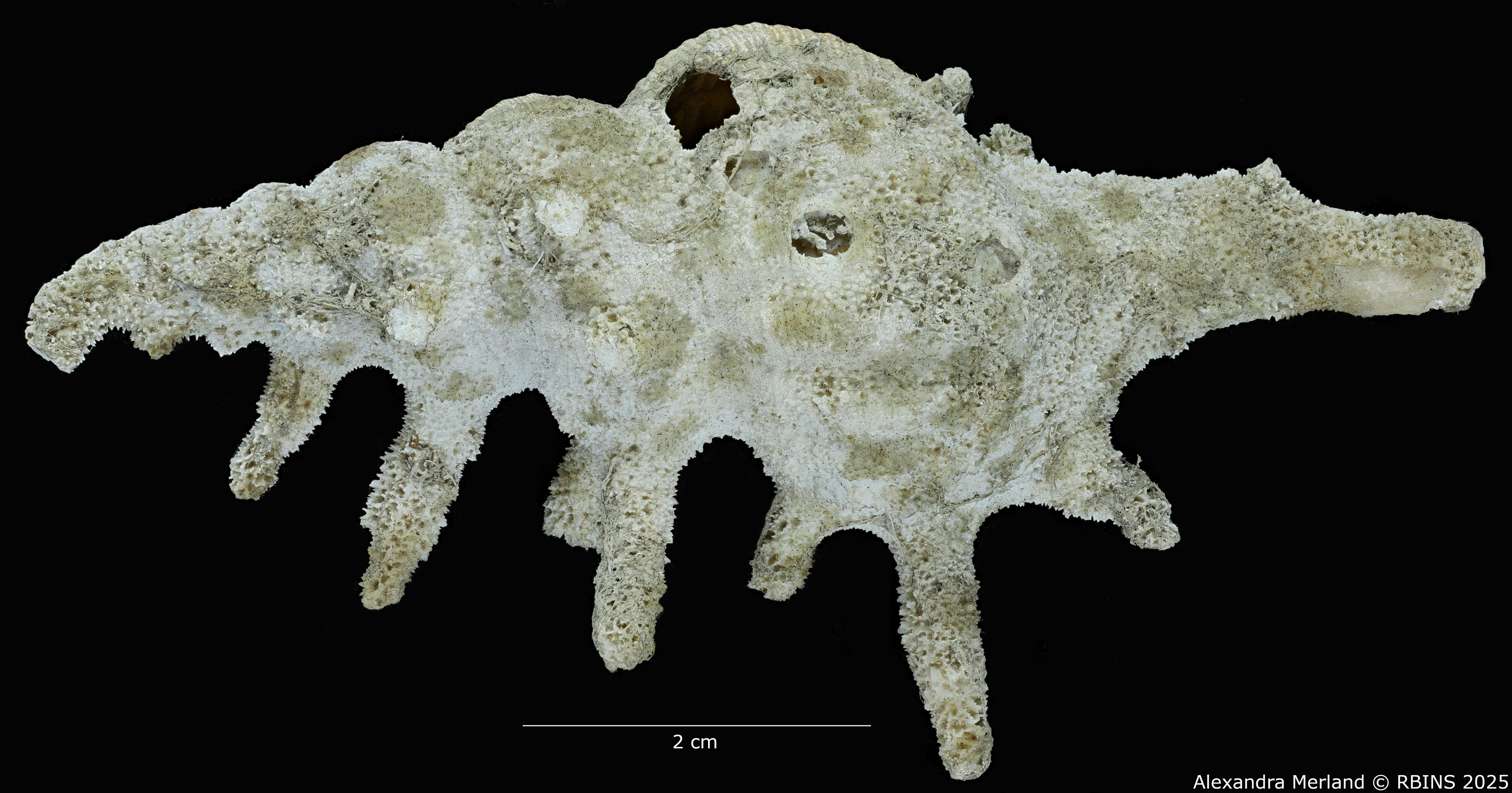 BE-RBINS-INV-MT-4104-Fusus-caparti-pt-D.jpg
