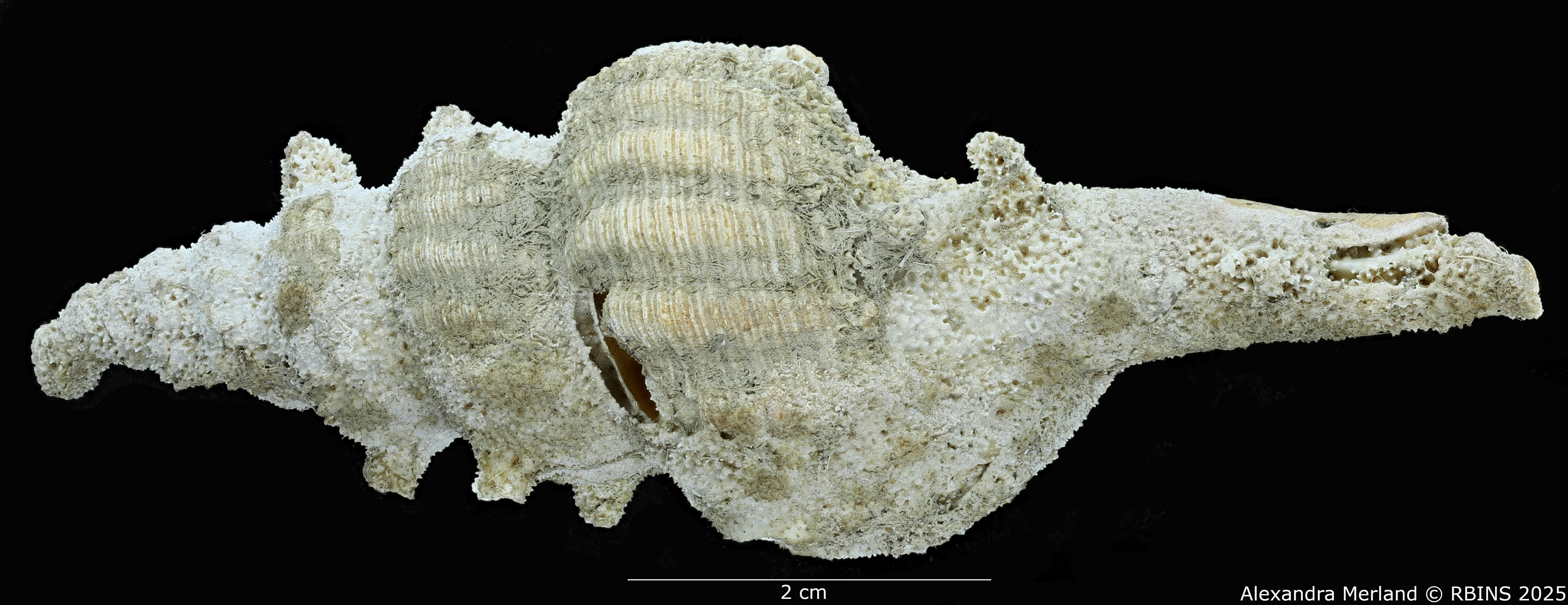 BE-RBINS-INV-MT-4104-Fusus-caparti-pt-L2.jpg