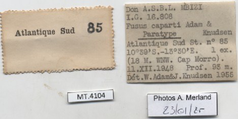 BE-RBINS-INV-MT-4104-Fusus-caparti-pt-label.jpg BE-RBINS-INV-MT-4104-Fusus-caparti-pt-label.jpg