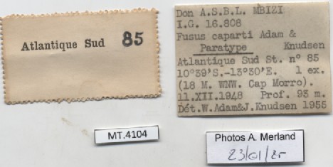 BE-RBINS-INV-MT-4104-Fusus-caparti-pt-label.jpg