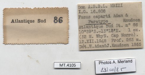 BE-RBINS-INV-MT-4105-Fusus-caparti-pt-label.jpg BE-RBINS-INV-MT-4105-Fusus-caparti-pt-label.jpg