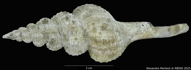 BE-RBINS-INV-MT-4107-Fusus-caparti-pt-D.jpg BE-RBINS-INV-MT-4107-Fusus-caparti-pt-D.jpg