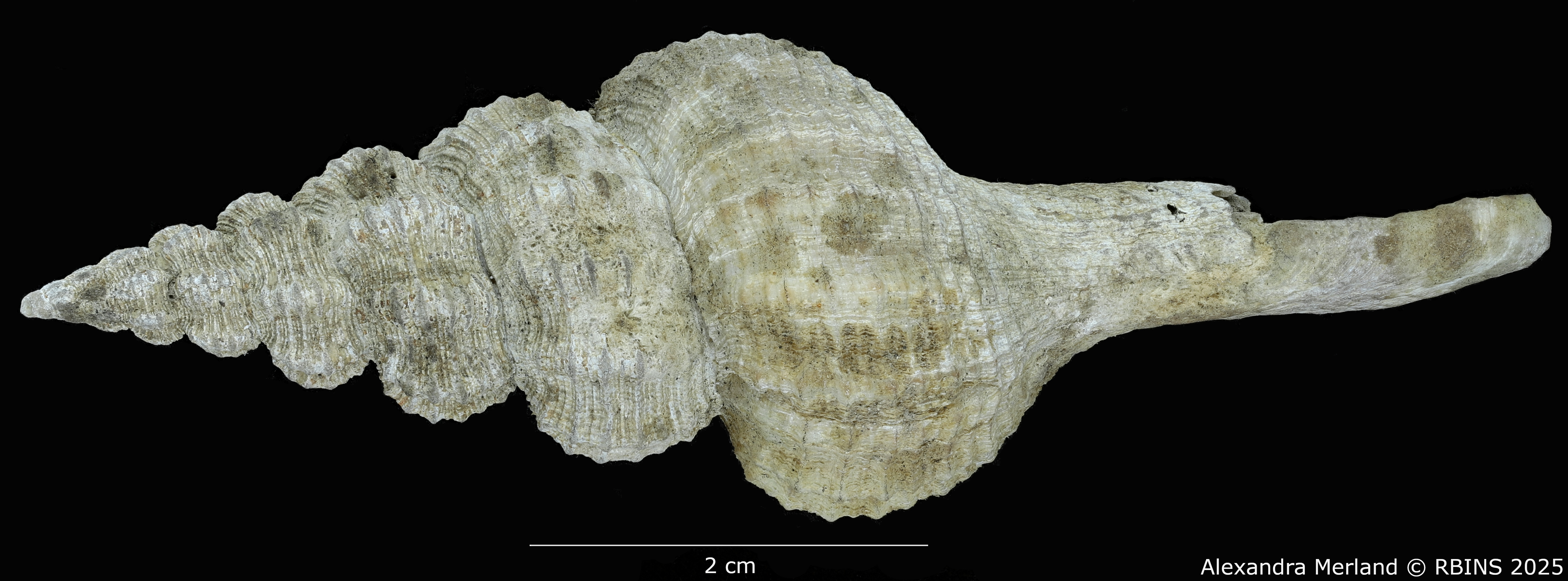 BE-RBINS-INV-MT-4107-Fusus-caparti-pt-D.jpg