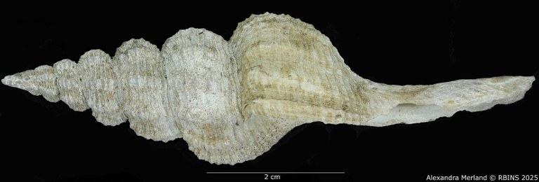 BE-RBINS-INV-MT-4107-Fusus-caparti-pt-L.jpg BE-RBINS-INV-MT-4107-Fusus-caparti-pt-L.jpg