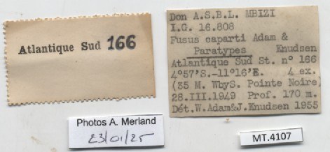 BE-RBINS-INV-MT-4107-Fusus-caparti-pt-label.jpg BE-RBINS-INV-MT-4107-Fusus-caparti-pt-label.jpg