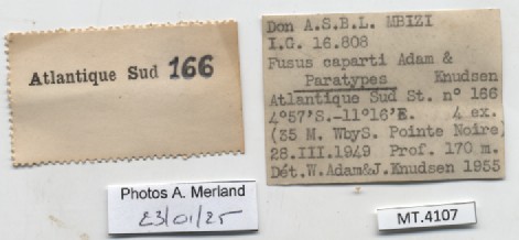 BE-RBINS-INV-MT-4107-Fusus-caparti-pt-label.jpg
